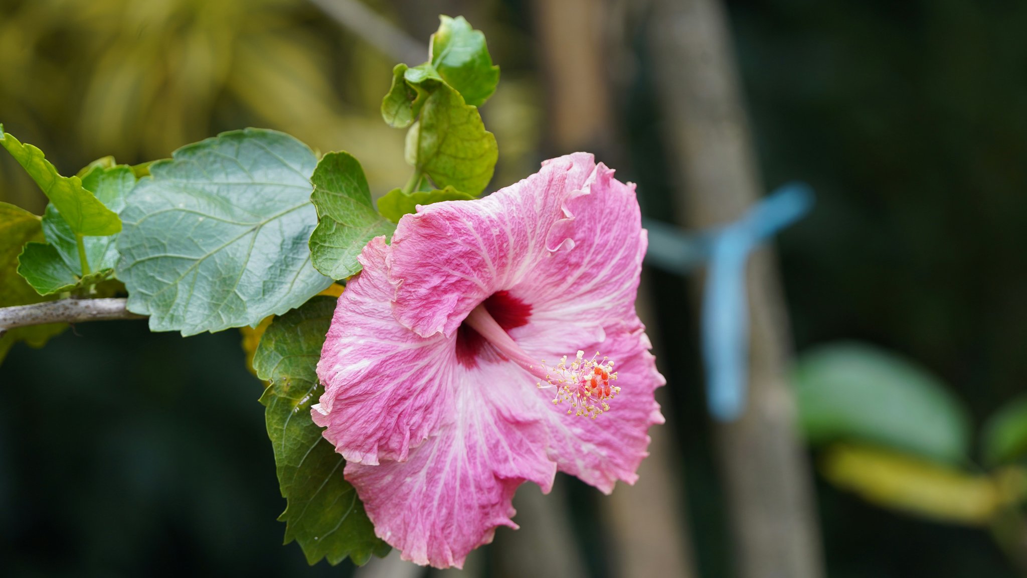 A sailor guiding a sailboat through heavy rain and waves